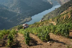 Douro Valley Day Trips from Porto