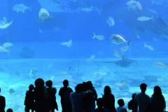 Downtown Aquarium Denver