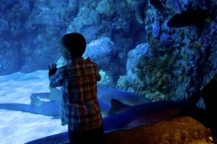Downtown Aquarium Houston