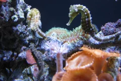 Downtown Aquarium Houston