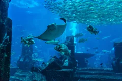 Dubai Aquarium & Underwater Zoo