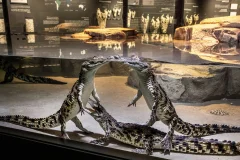 Dubai Crocodile Park