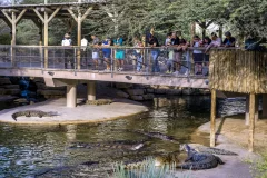 Dubai Crocodile Park