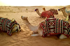 Dubai Desert Safari