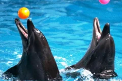 Dubai Dolphinarium