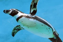 Emaar Aquarium