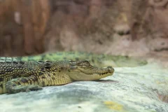 Emaar Aquarium