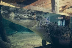 Emaar Aquarium