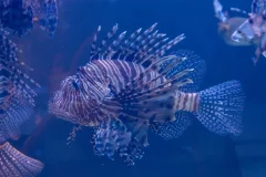 Emaar Aquarium