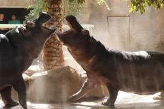 Emirates Park Zoo
