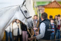 Evenhorse