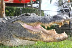 Everglades Safari Park