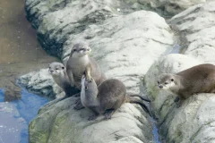 Exploris Aquarium