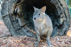 Featherdale Sydney Wildlife Park