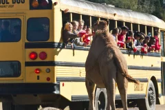 Franklin Drive Thru Safari