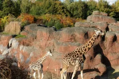 GaiaZOO