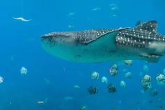 Georgia Aquarium