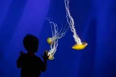 Georgia Aquarium