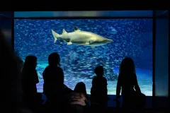 Georgia Aquarium