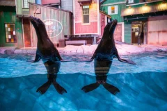 Georgia Aquarium