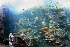 Georgia Aquarium