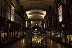 Grande Galerie de l'Évolution