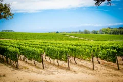Groot Constantia Wine Estate