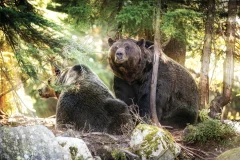 Grouse Mountain