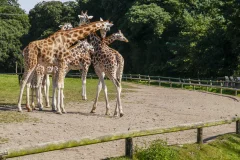 Hellabrunn Zoo