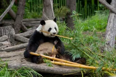Hellabrunn Zoo