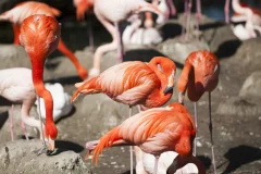 Hellabrunn Zoo