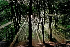 Het Nationale Park De Hoge Veluwe