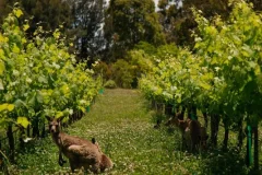 Hunter Valley