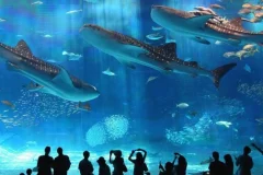 Hurghada Grand Aquarium