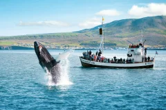 Husavik Whale Watching
