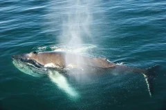 Husavik Whale Watching