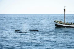 Husavik Whale Watching