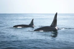 Husavik Whale Watching