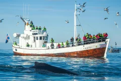 Husavik Whale Watching