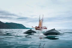 Husavik Whale Watching