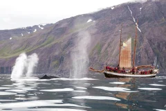 Husavik Whale Watching