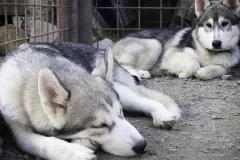 Husky Travels Oy