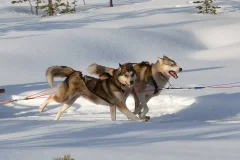 Husky Travels Oy