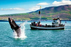 Iceland Whale Watching