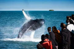 Iceland Whale Watching