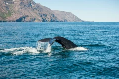 Iceland Whale Watching