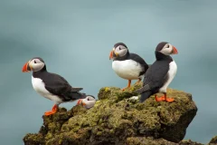 Iceland Wildlife Experiences