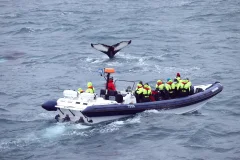 Iceland Wildlife Experiences