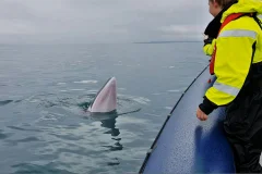 Iceland Wildlife Experiences