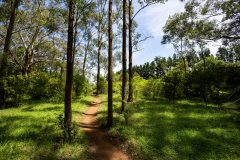 Illawarra Fly Treetop Adventures